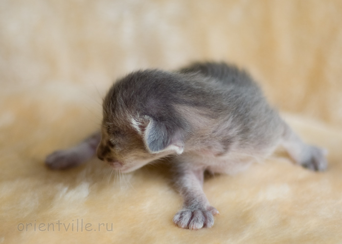 ориентальный котенок