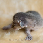 ориентальный котенок