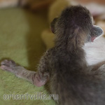 Orientville's Henrietta 1 день