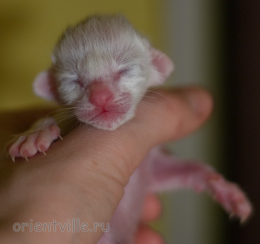 Orientville's Haide'e 1 день