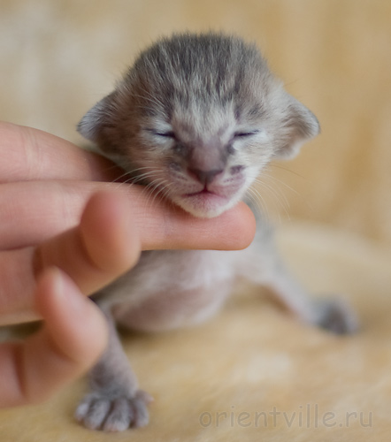 Orientville's Henrietta 9 дней