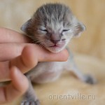 Orientville's Henrietta 9 дней