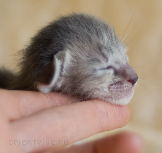 ориентальный котенок