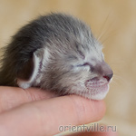 Orientville's Henrietta 9 дней