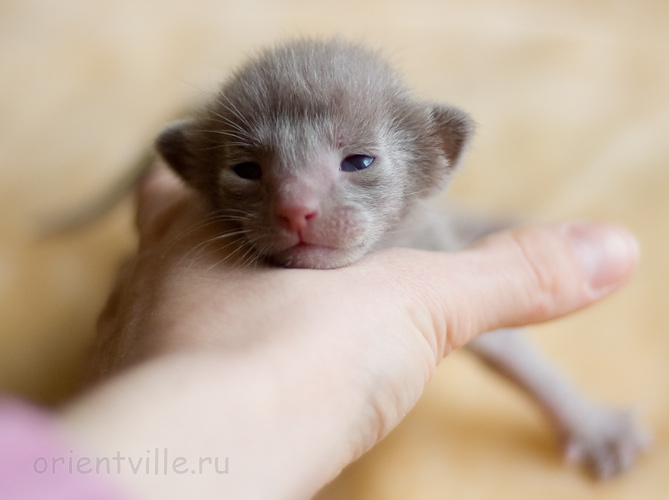 Orientville's Imhotep 9 дней