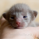 Orientville's Imhotep 9 дней