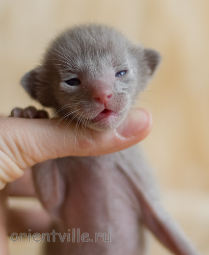 ориентальный котенок