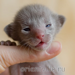 Ориентальный котенок