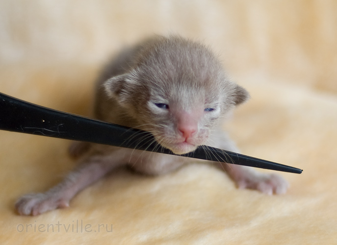 ориентальный котенок