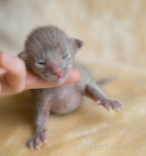 ориентальный котенок