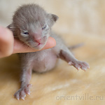 Orientville's Imhotep 9 дней