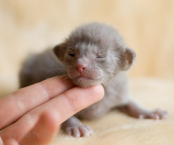 ориентальный котенок