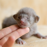 ориентальный котенок