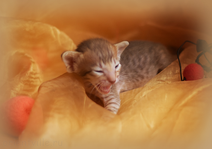 ориентальный котенок