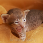 Orientville's Imogen 19 дней