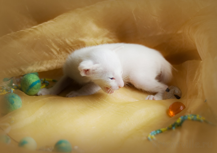 ориентальный котенок