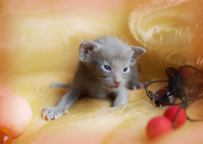 ориентальный котенок