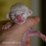 Orientville's Haide'e 1 день