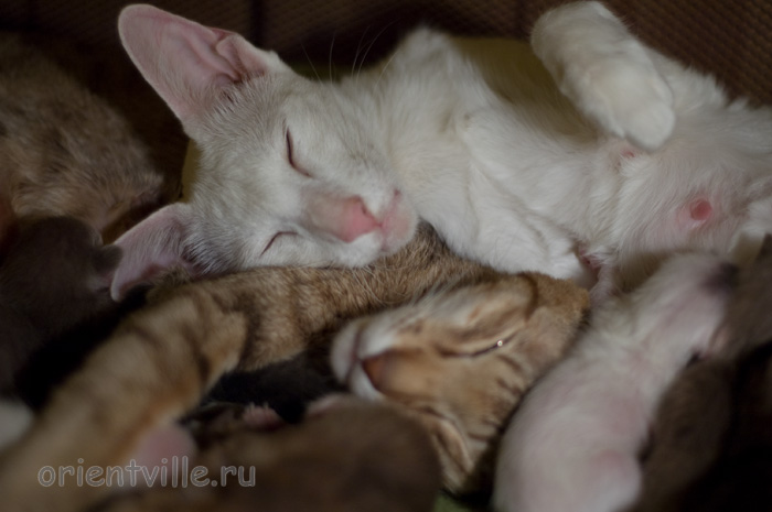 Кошки с котятами