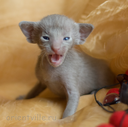 Orientville's Imhotep 19 дней