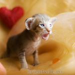 Orientville's Indiana Jones 19 дней