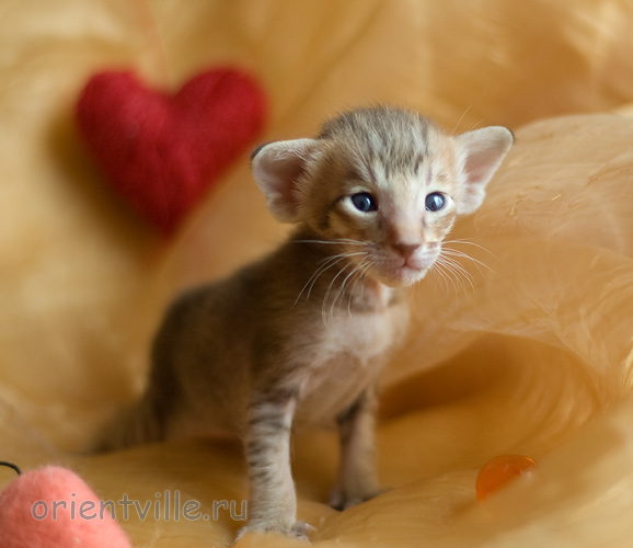 Orientville's Indiana Jones 19 дней