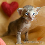 Orientville's Indiana Jones 19 дней