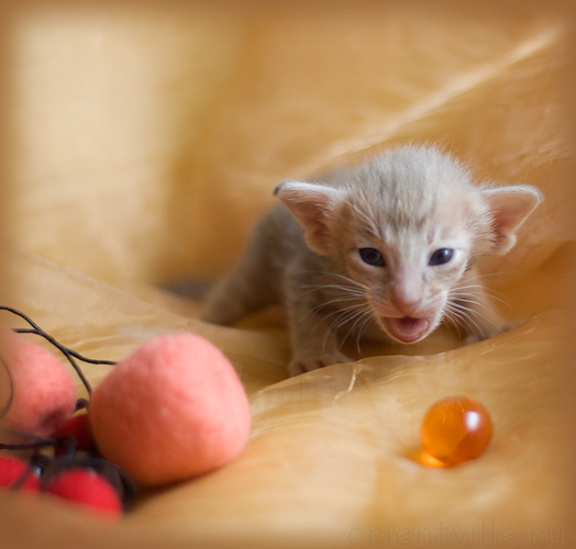 ориентальный котенок