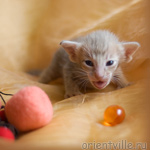 Orientville's Isadora 19 дней