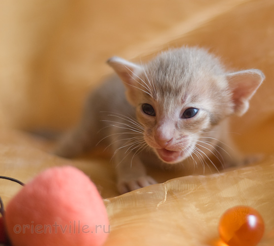 Orientville's Isadora 19 дней