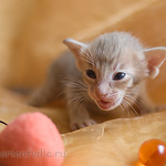 Orientville's Isadora 19 дней