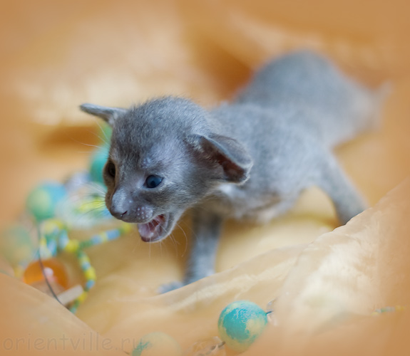 Orientville's Helen 19 дней