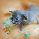 Orientville's Helen 19 дней