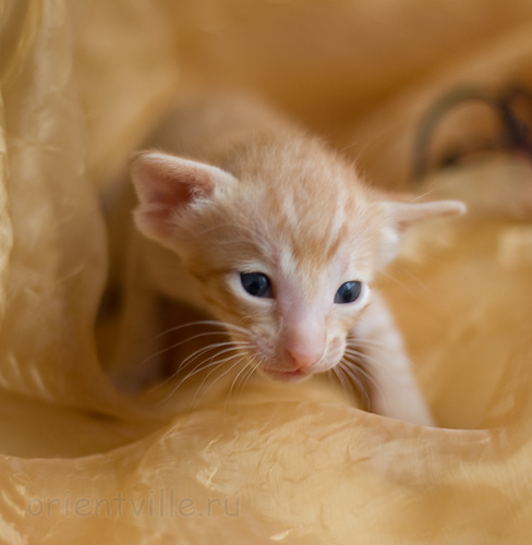 Orientville's Het Masteen 19 дней