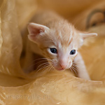 Orientville's Het Masteen 19 дней