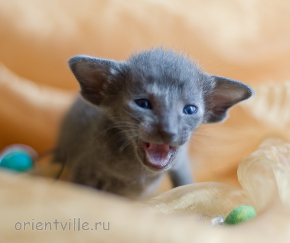 Orientville's Helen 19 дней