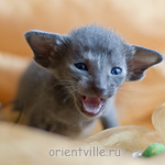 Orientville's Helen 19 дней