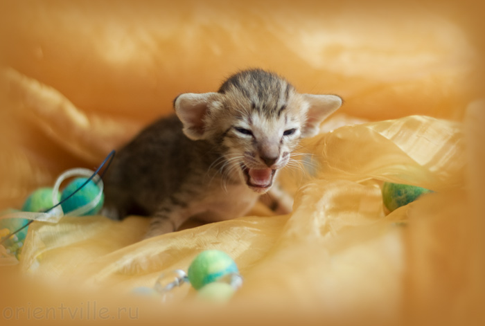 ориентальный котенок