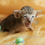 Orientville's Hermione Granger 19 дней