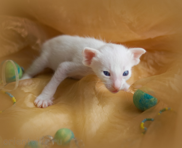 Orientville's Hitch 19 дней