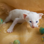 Orientville's Hitch 19 дней