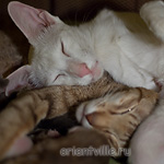 Кошки с котятами