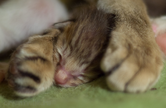 ориентальный котенок