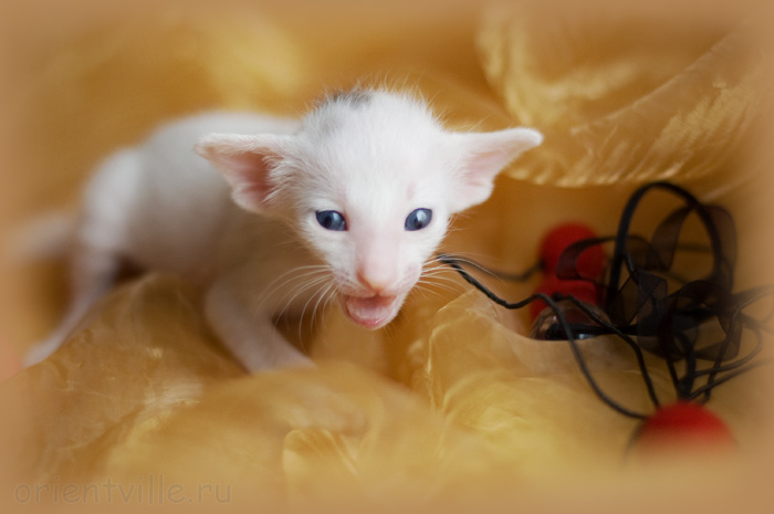 Orientville's Haide'e 19 дней