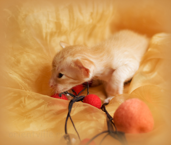 Orientville's Het Masteen 19 дней