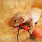 Orientville's Het Masteen 19 дней