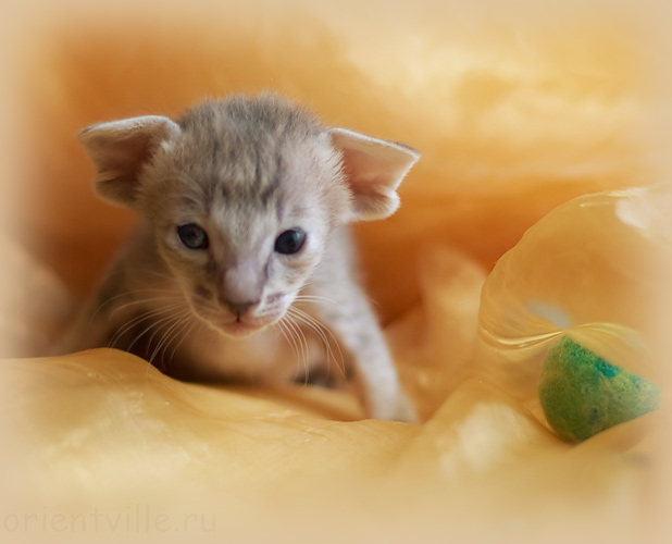 ориентальный котенок