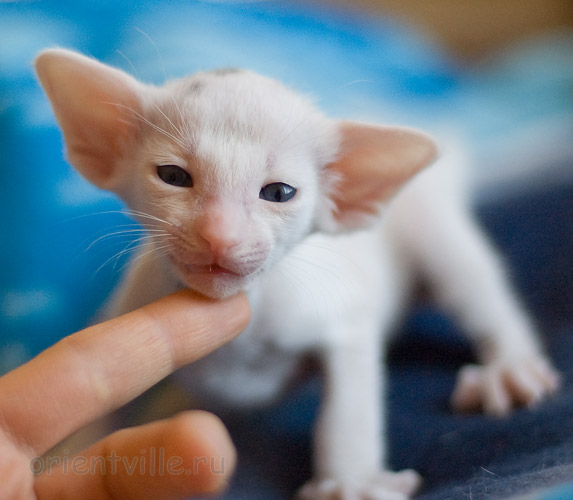 Orientville's Haide'e 24 дня