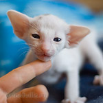 Ориентальный котенок