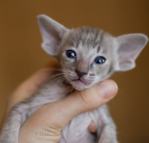 Orientville's Henrietta 24 дня